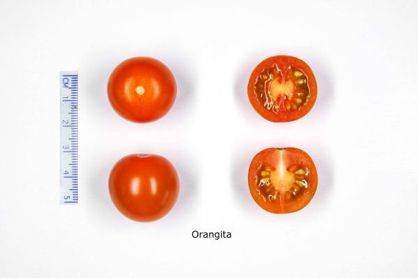 Figure 3 : Tomates cerises Orangita (De Ruiter)