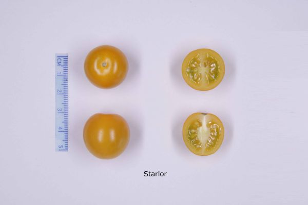 Figure 4 : Tomates cerises Starlor (Gautier)