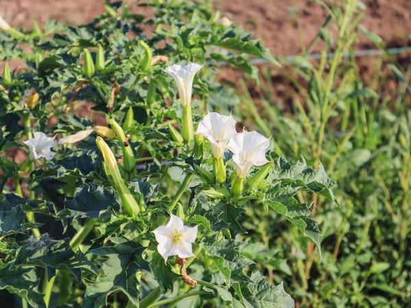 Figure 1 : Fleurs de Datura stramonium